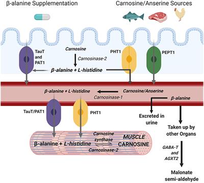 Can the Skeletal Muscle Carnosine Response to Beta-Alanine Supplementation Be Optimized?